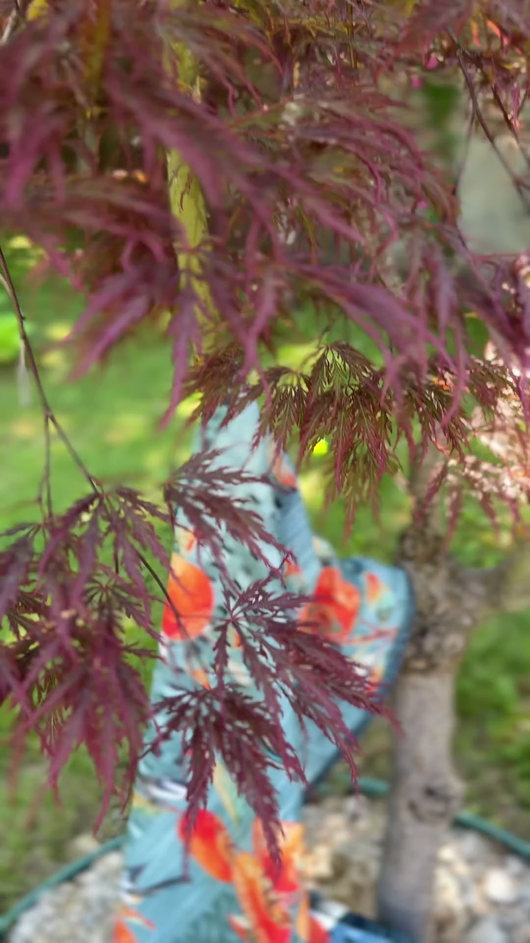 Zen Kuş ve Meyve — Supla Amerikan Servis - urun videosu